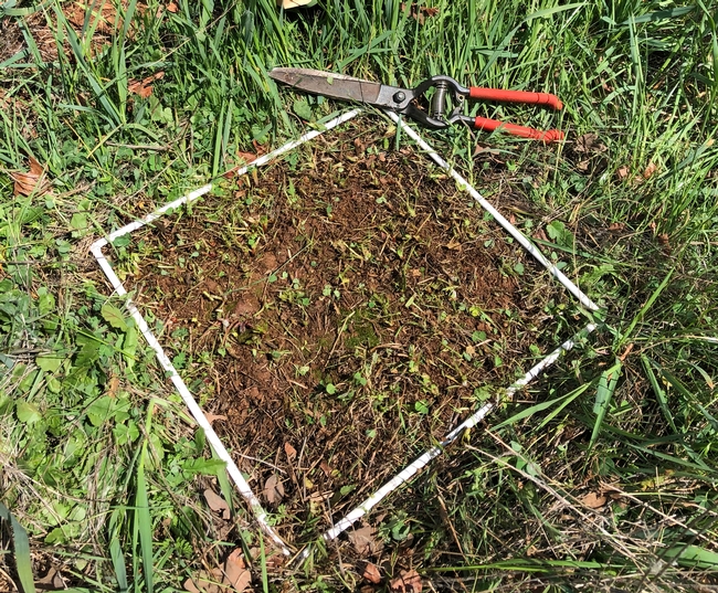 UC Cooperative Extension scientists monitor rangeland forage growth by clipping and measuring one square foot of area, and then calculating the data by acre. (Photo: Royce Larsen)