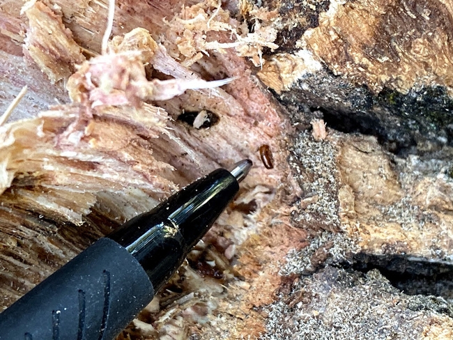 A ball point pen points to a Mediterranean Oak Borer, indicating its tiny size.
