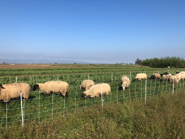 Sheep graze on winter cover crop at Russell Ranch. Photo by Alda Pires