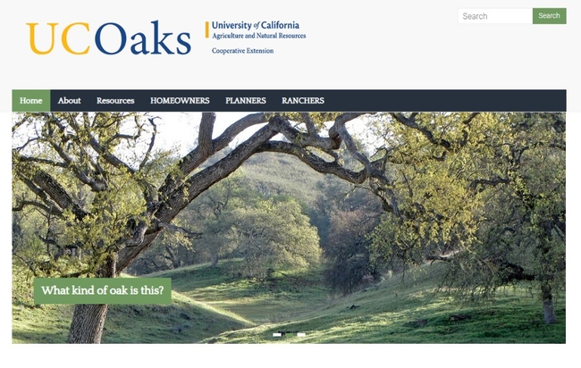 The UC Oaks website contains updated information for homeowners, land-use planners and ranchers to keep oak trees healthy.