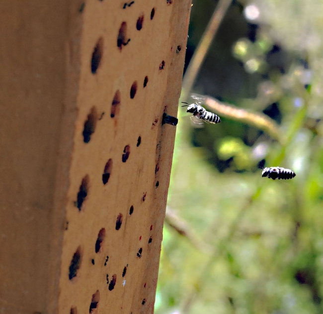 Leafcutting bees, aka leafcutter bees (genus Megachile) head toward a bee condo built for these and other pollinators. (Photo by Kathy Keatley Garvey)