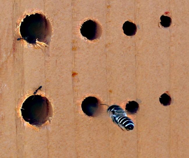 Home sweet home: Oblivious to ants, a leafcutter bee heads for home. (Photo by Kathy Keatley Garvey)