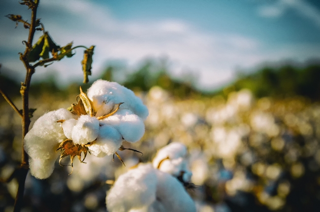 Cultivating cotton using regenerative methods can sequester carbon in the soil, keeping it from the atmosphere where it can contribute to climate change. (Photo: Pixabay)