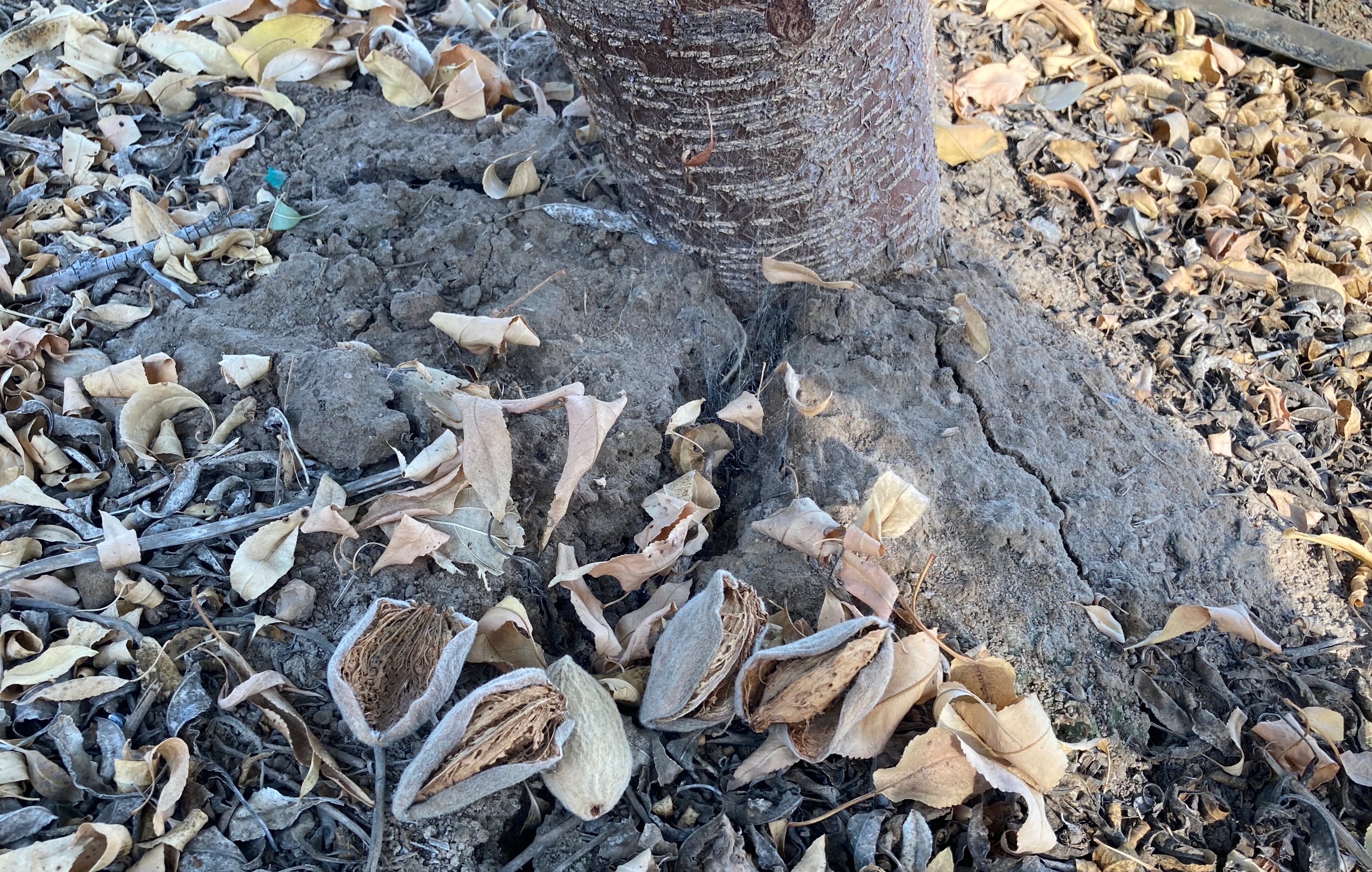 Aren't They All Just Pines? How to ID Needle-Bearing Trees - Cornell Small  Farms