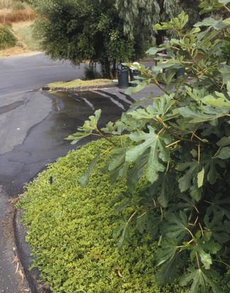 Residential runoff can convey pesticides into water supplies.