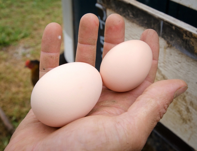 Keeping chicken feed off the ground and providing clean water are two ways to reduce the risk of contaminated eggs. (Photo: USDA)