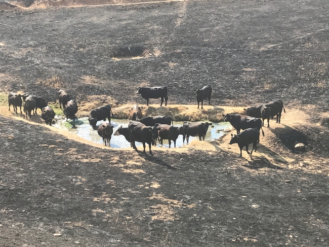 Black cows stand in and around a watering hole surrounded by bare ground.