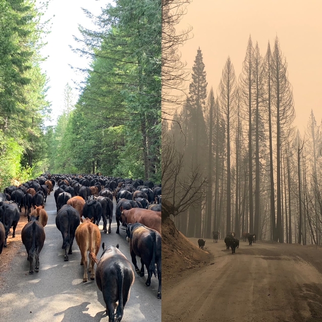 On the left, tall, sunlit green evergreen trees flank the road packed with black cows and brown cows. On the right, 6 black cows walk down the road flanked by tall, burnt trees through brown smoke-choked air.