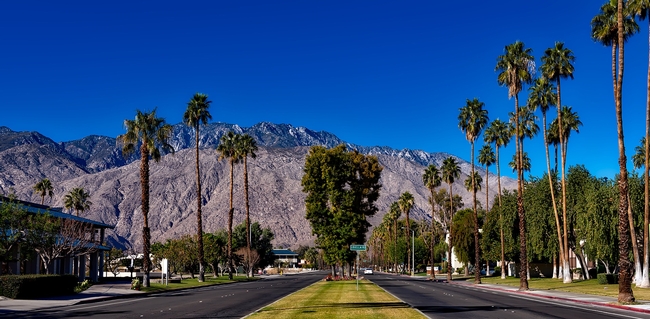 Trees beautify a boulevard in Palm Springs.