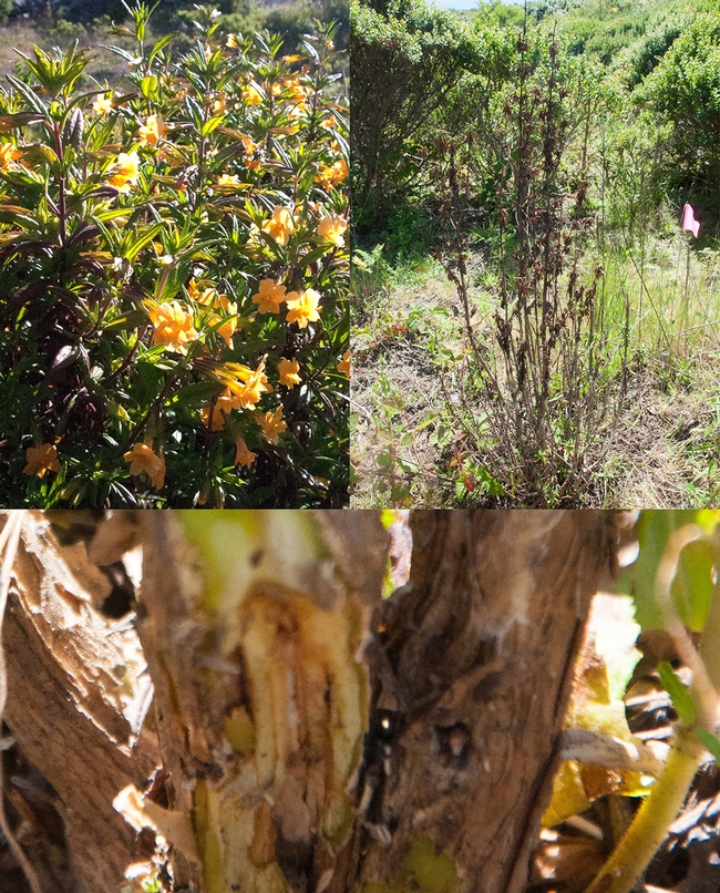 Clockwise from upper left, healthy plant, Diplacus aurantiacus plants infected with Phytophthora  and canker from which Phytophthora megasperma was isolated. Photos by Laura Sims
