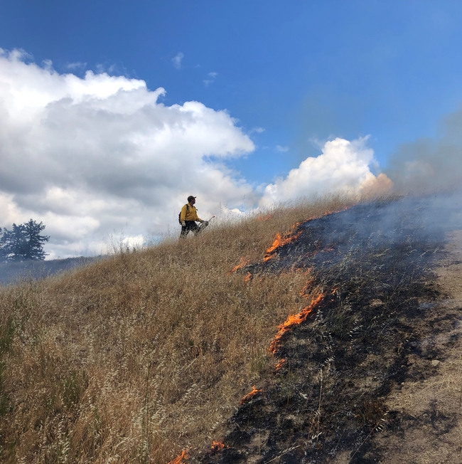 Humboldt County Prescribed Burn Association conducts Prescribed burning to reduce fuels and wildfire risk and to restore habitat, control invasive species, improve rangelands in June 2019. Photo by Lenya Quinn Davidson