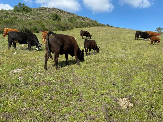 Black and brown cows graze on a green grass hillside under blue skies.