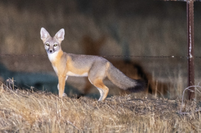 For the larger native animals like the San Joaquin kit fox, taller, dense vegetation can obscure the visibility of predators. Photo by Tim Ludwick USFWS