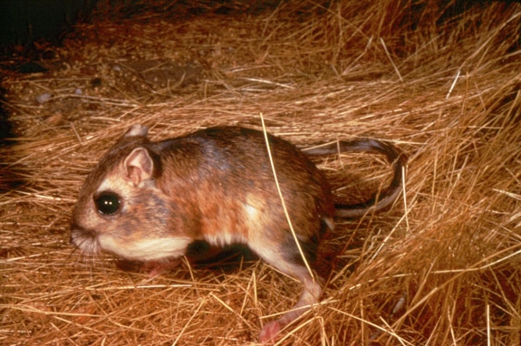 In the grasslands and shrublands of the San Joaquin Valley, maintaining habitat with sparse vegetation supports a variety of listed species, including the giant kangaroo rat. Photo courtesy of USDA