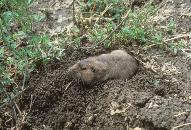 A pocket gopher pokes its head and most of its body out of a burrow in loose, damp soil next to a drip irrigation line in a crop row.