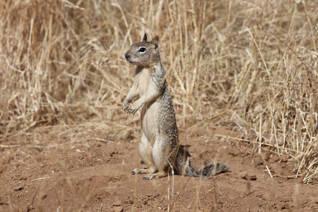 A California ground squirrel stands on brown soil surrounded by dry grass.