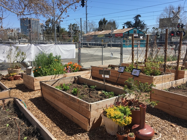 Valley Verde community garden in downtown San Jose. Three-quarters of Santa Clara County's community farms had their water bill paid by a sponsor, Diekmann found in 2017.