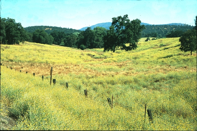 Yellow starthistle growing in a Calaveras County field. (Photo: J. M. DiTomaso)