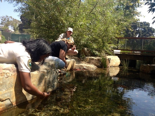 A constructed wetland at the Los Angeles County Natural History Museum provides habitat, removes pollutants and allows for groundwater recharge. It also provides an opportunity to learn about and connect with nature in the city. As two people lean over to touch the water, Sabrina Drill, shown squatting beside them, describes aquatic ecosystems.