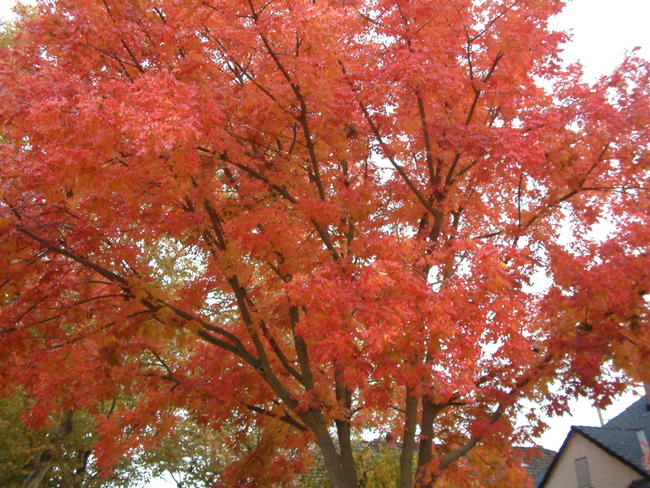 A mature tree with a full canopy of red leaves.