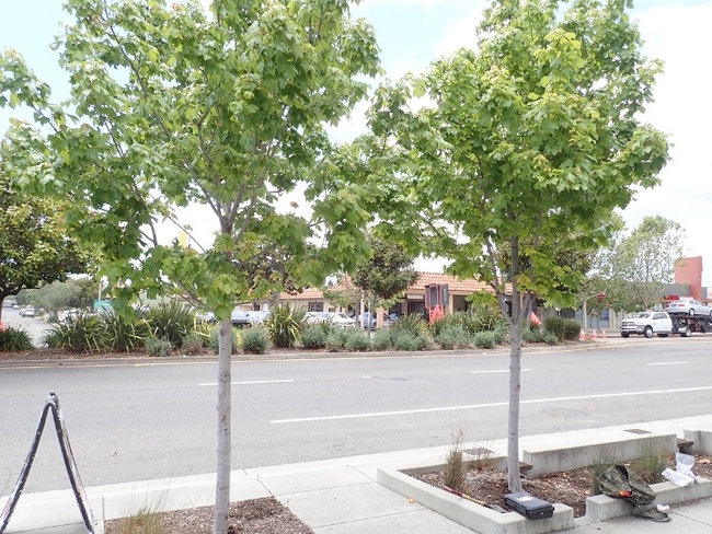Bioswales planted with 2 street trees