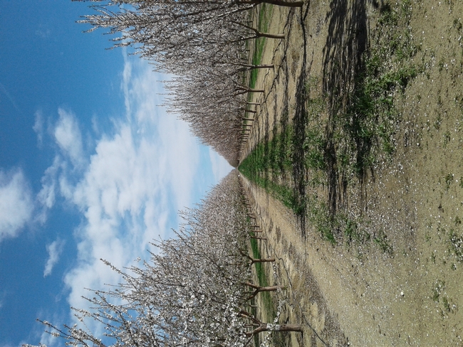 Two rows of almond trees with pink bloom, with ground in between rows covered with very sparse green growth of small plants.