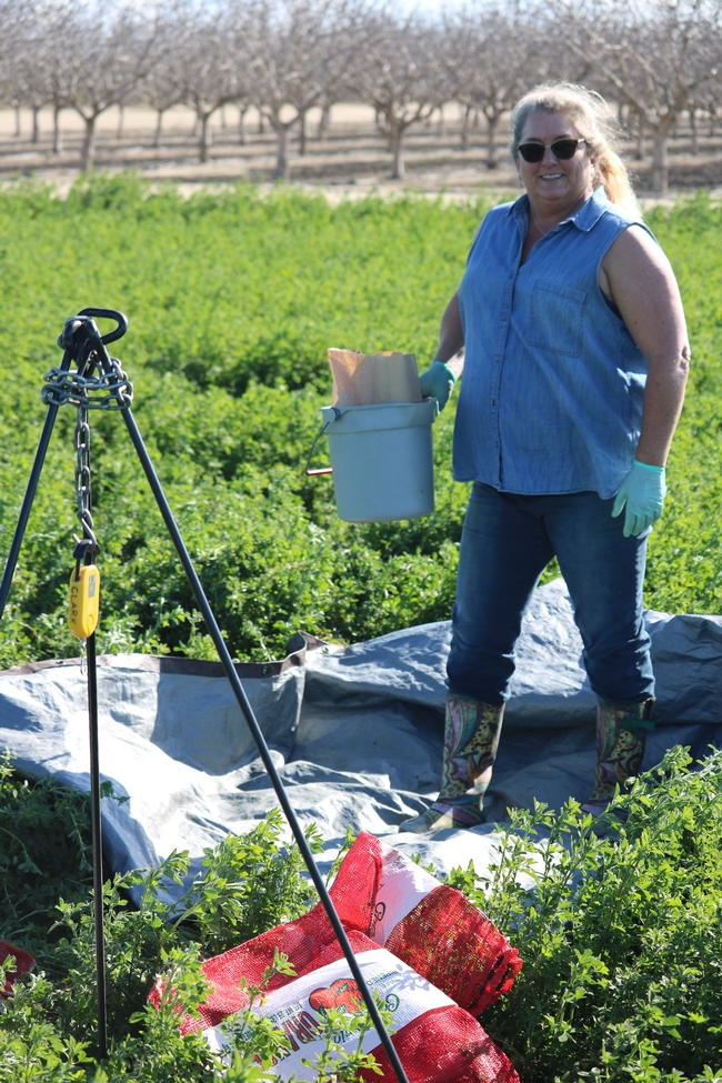 A blonde woman holds a white bucket containing a paper bag. She is surrounded by equipment in the alfalfa field.
