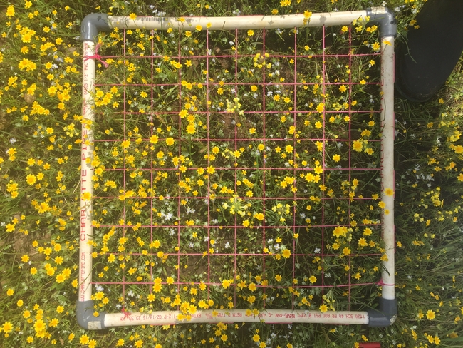 Quadrats used for quantifying vernal pool plant species