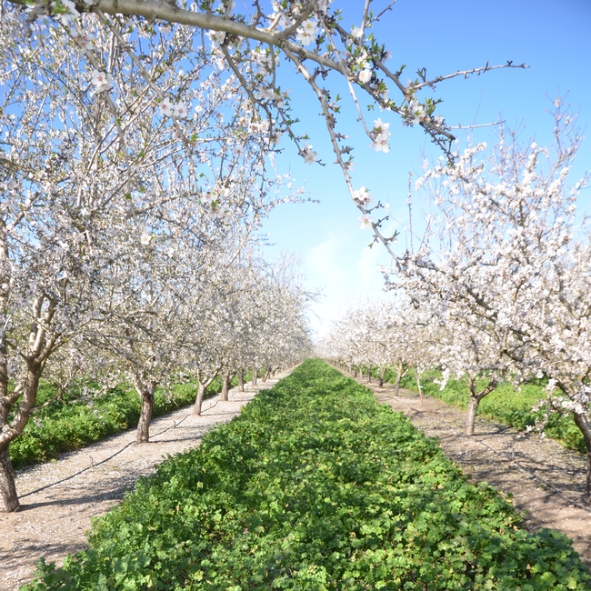 A lush green carpet of cover crop grows between blooming rows of almond trees.