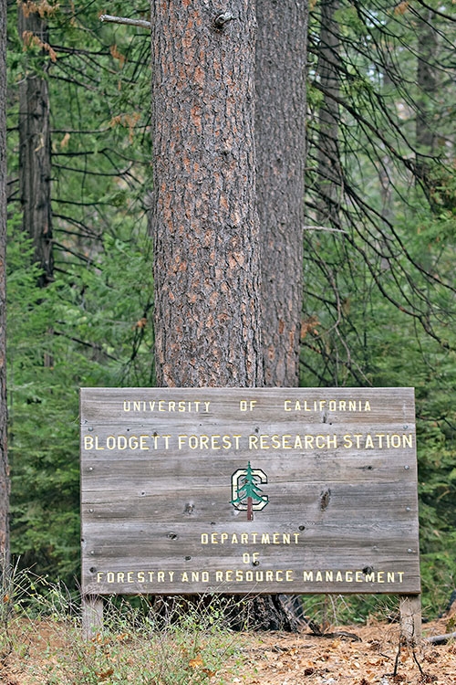 Wooden sign in front of a tree reads: University of California Blodgett Forest Researach Station. Department of Forestry and Resource Management.