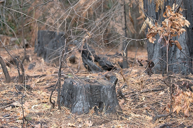 Charred tree stumps