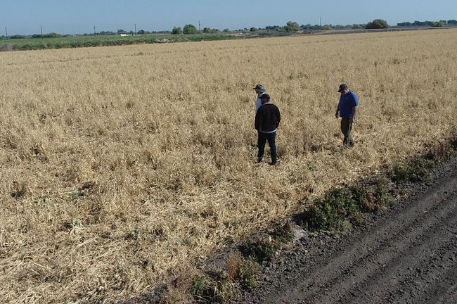 Three men walk in a field of dry crop residue.