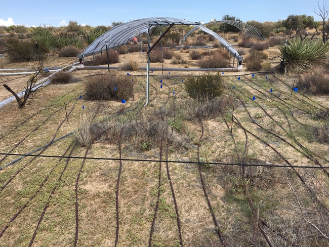 View of one plot in the artificial rainfall experiment
