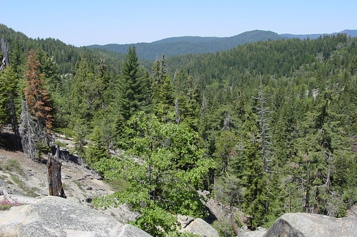 Forest in the southern Sierra in 2006.