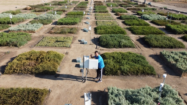 Amir Haghverdi checks monitoring device amid large, square test plots of groundcover of varying shades of green.