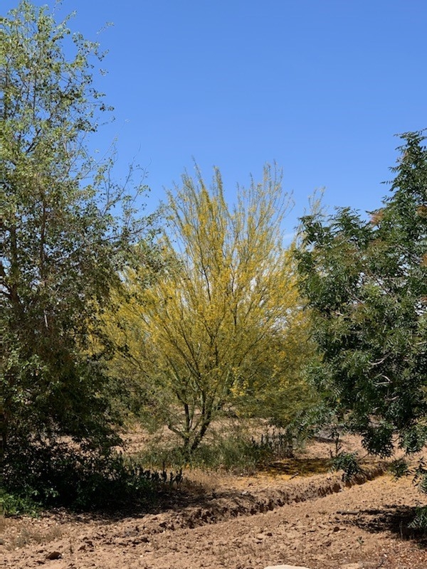 Three tree species shown growing.