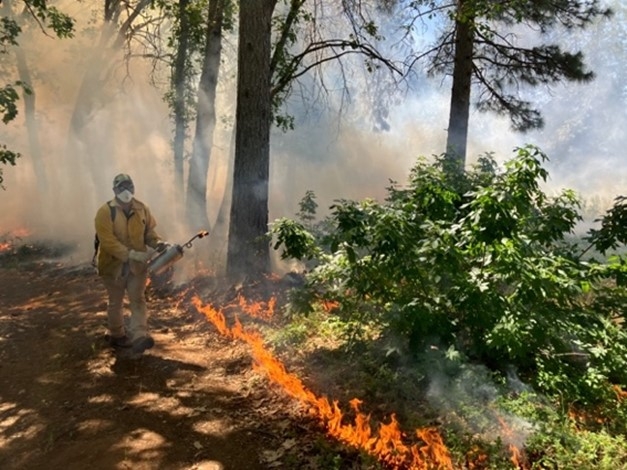 After igniting low-intensity strip along control line, a volunteer walks adjacent to small flame lengths monitoring fire behavior. May 2022. Photo by Susie Kocher
