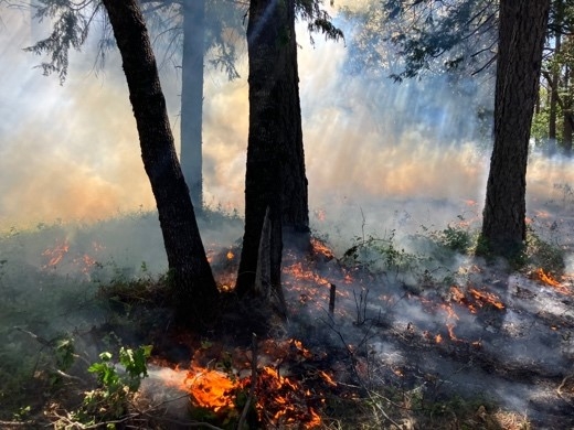 Low fire intensity with smoldering in larger material met desired burn effects. May 2022. Photo by Susie Kocher