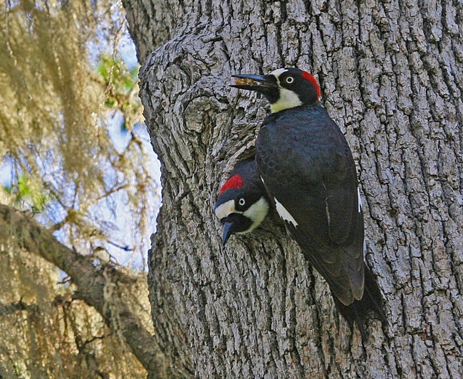 Two acorn woodpeckers, one poking its head out of a hold in a tree trunk.