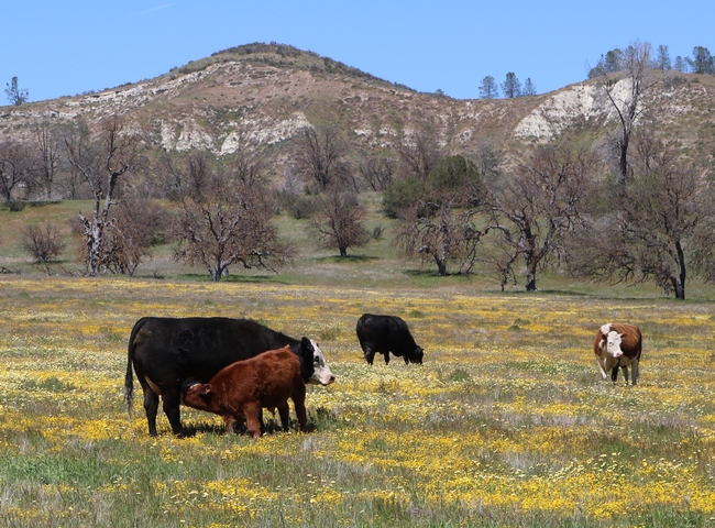 Cattle grazing on the open range.