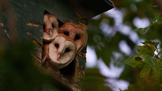 Three barn owls peek out of a nest box