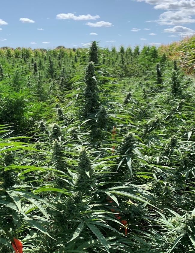 Densely planted field of hemp