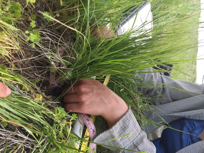 Researcher uses tape to measure a grass clump