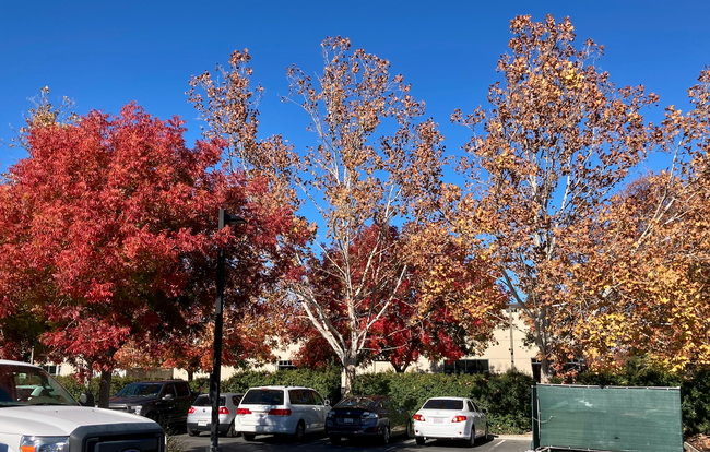 Colorful trees in autumn line the edge of a parking lot.