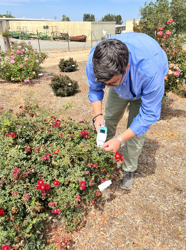 Man uses measuring device to assess water retention in plants.