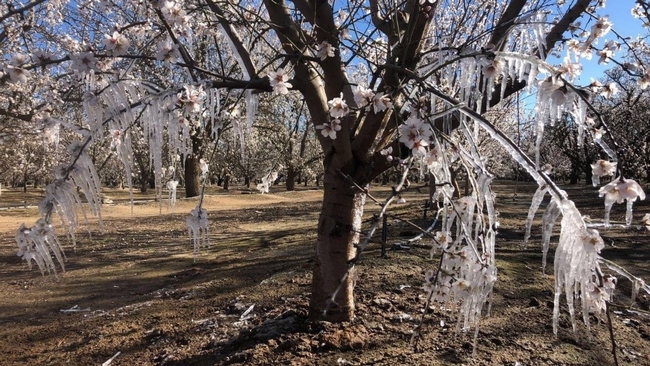 Icicles drip from almond tree branches. The ice formed when irrigation water was sprayed into the tree's canopy to prevent the whole orchard from freezing.