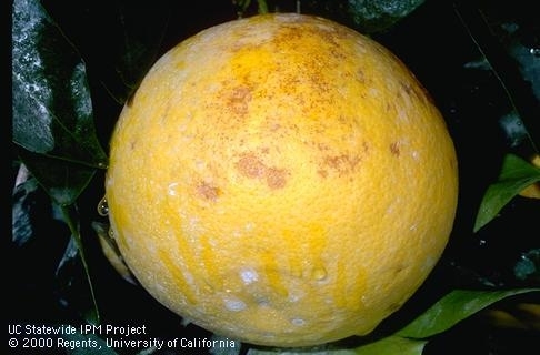 Orange with brownish and white blemishes on skin