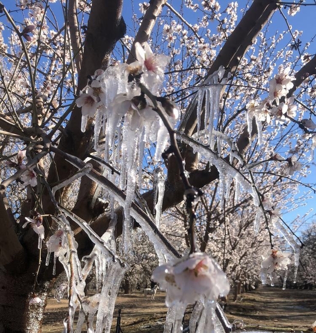 Close up of icicles dripping off almond flowers