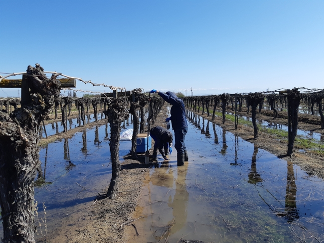Researchers standing in a flooded Thompson seedless grape vineyard