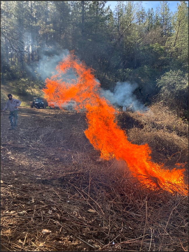 Prescribed fire, seen above, has historically been used as an indigenous land management tool. Photo credit: Susie Kocher